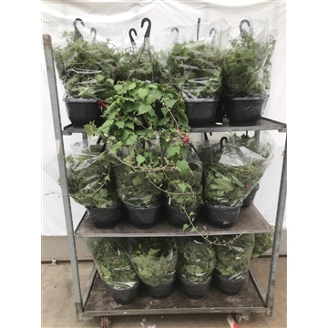 lofospernum
