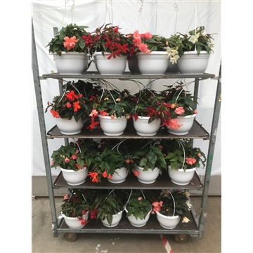 begonia