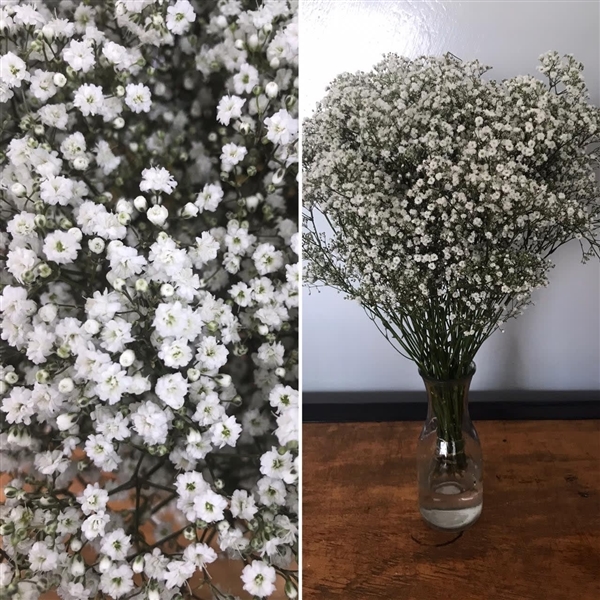 Gypsophila paniculata Grantastic 80cm (GypsoMyPink-A) - FloraXchange