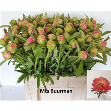Coral Charm 70 stuks