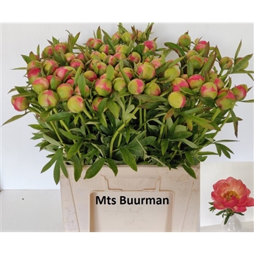 Coral Charm 80 stuks