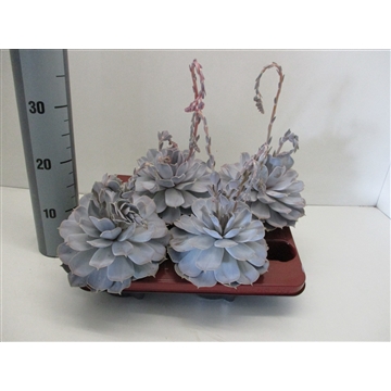 Echeveria Runyonii