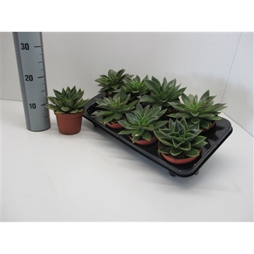 Echeveria Mexicana