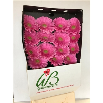 GE GR GLOSSY diamond WB
