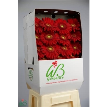 GE GR CARAMBOLE Diamond WB
