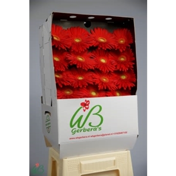 GE GR RED EXPLOSION Diamond