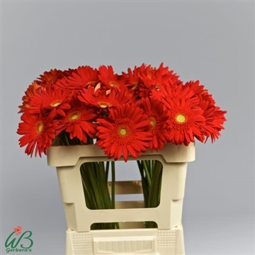 GE GR RED EXPLOSION