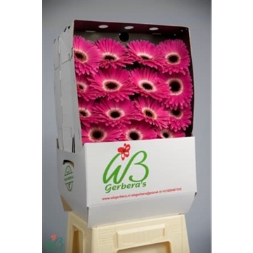 GE GR CUBANITA Diamond WB