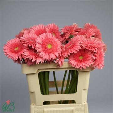 GE GR BLOSSOM