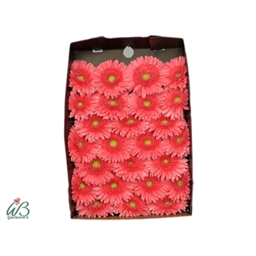 GE GR BLOSSOM