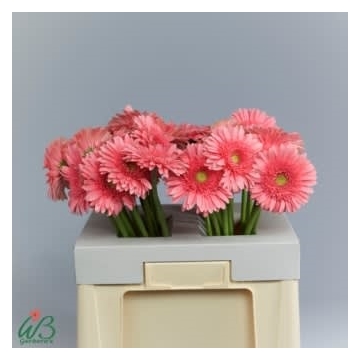 GE GR BLOSSOM water WB