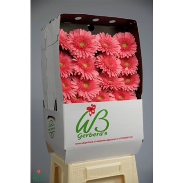 GE GR BLOSSOM Diamond  WB