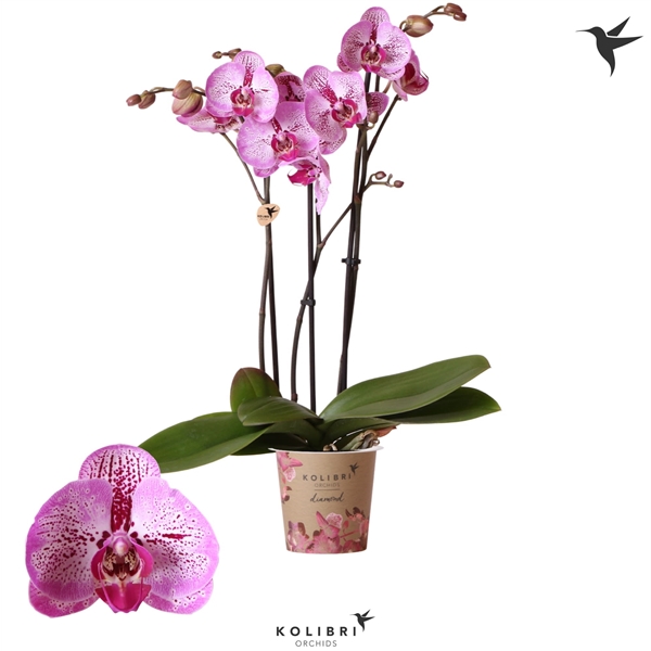Paarse Phalaenopsis orchidee – Morelia in Tower sierpot roze – 9cm
