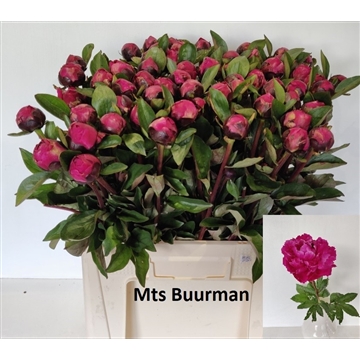 Red Sarah Bernhardt 60 stuks