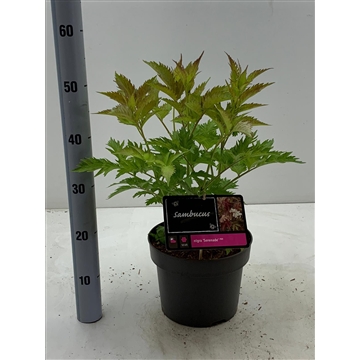 Sambucus nigra ‘Serenade’ C3