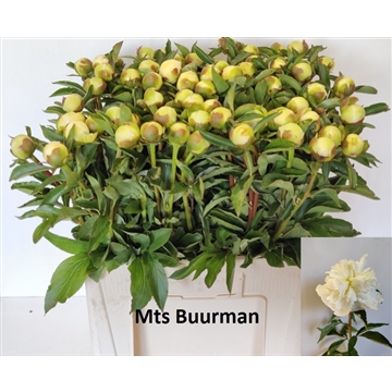 Duchesse de Nemours 60 stuks