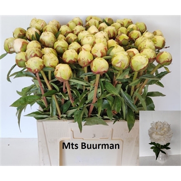 Bowl of Cream 60 stuks