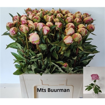 Sarah Bernhardt 60 stuks