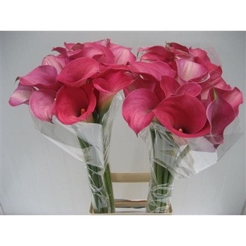 Zantedeschia Captain Romance 80