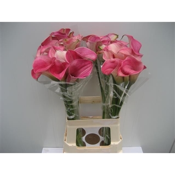 Zantedeschia Captain Romance 70