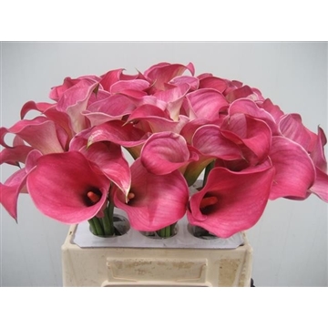 Zantedeschia Captain romance 40