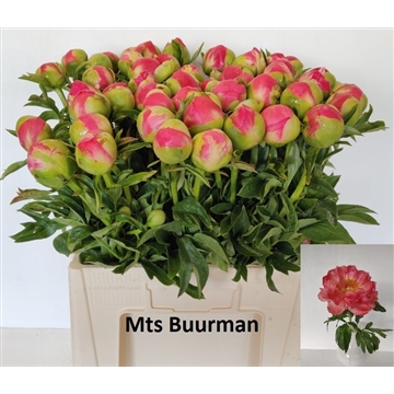 Coral Sunset 50 stuks