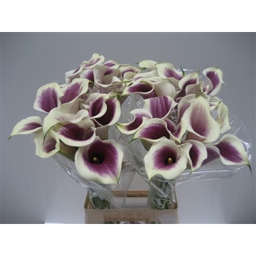 Zantedeschia Vermeer 70