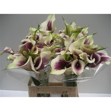 Zantedeschia Vermeer 620