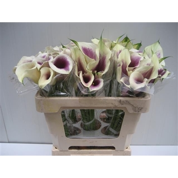 Zantedeschia Vermeer 520