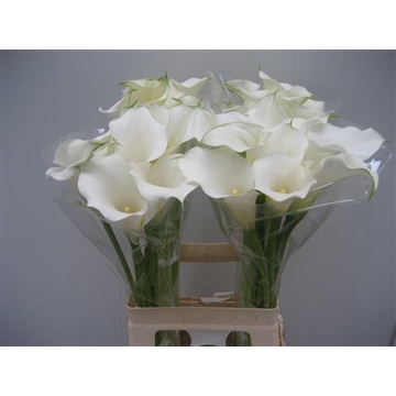 Zantedeschia Snow Storm 70