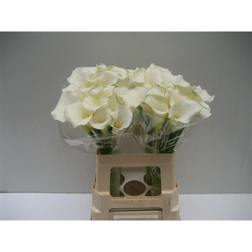 Zantedeschia Snow Storm 60