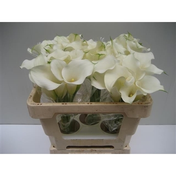 Zantedeschia Snow Storm 50