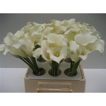 Zantedeschia Snow Storm 40