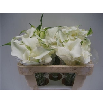 Zantedeschia Snow Storm 520