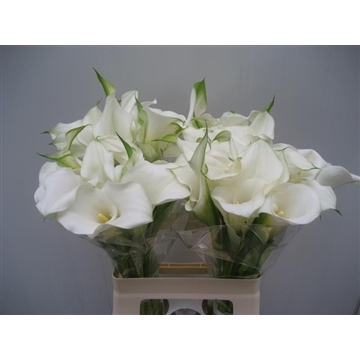 Zantedeschia Snow Storm 620