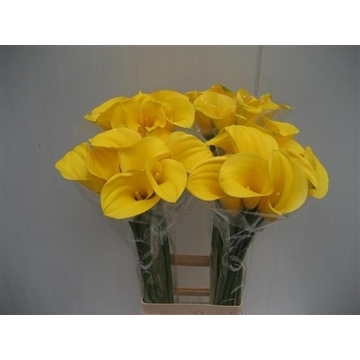 Zantedeschia Solid Gold 70