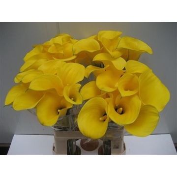 Zantedeschia Solid Gold 60