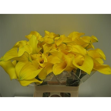 Zantedeschia Solid Gold 620