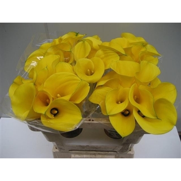 Zantedeschia Solid Gold 50