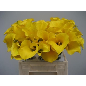Zantedeschia Solid Gold 40