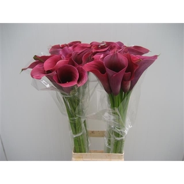 Zantedeschia Captain Promise 80