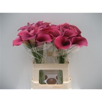 Zantedeschia Captain Promise 60