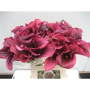 Zantedeschia Captain Promise 620