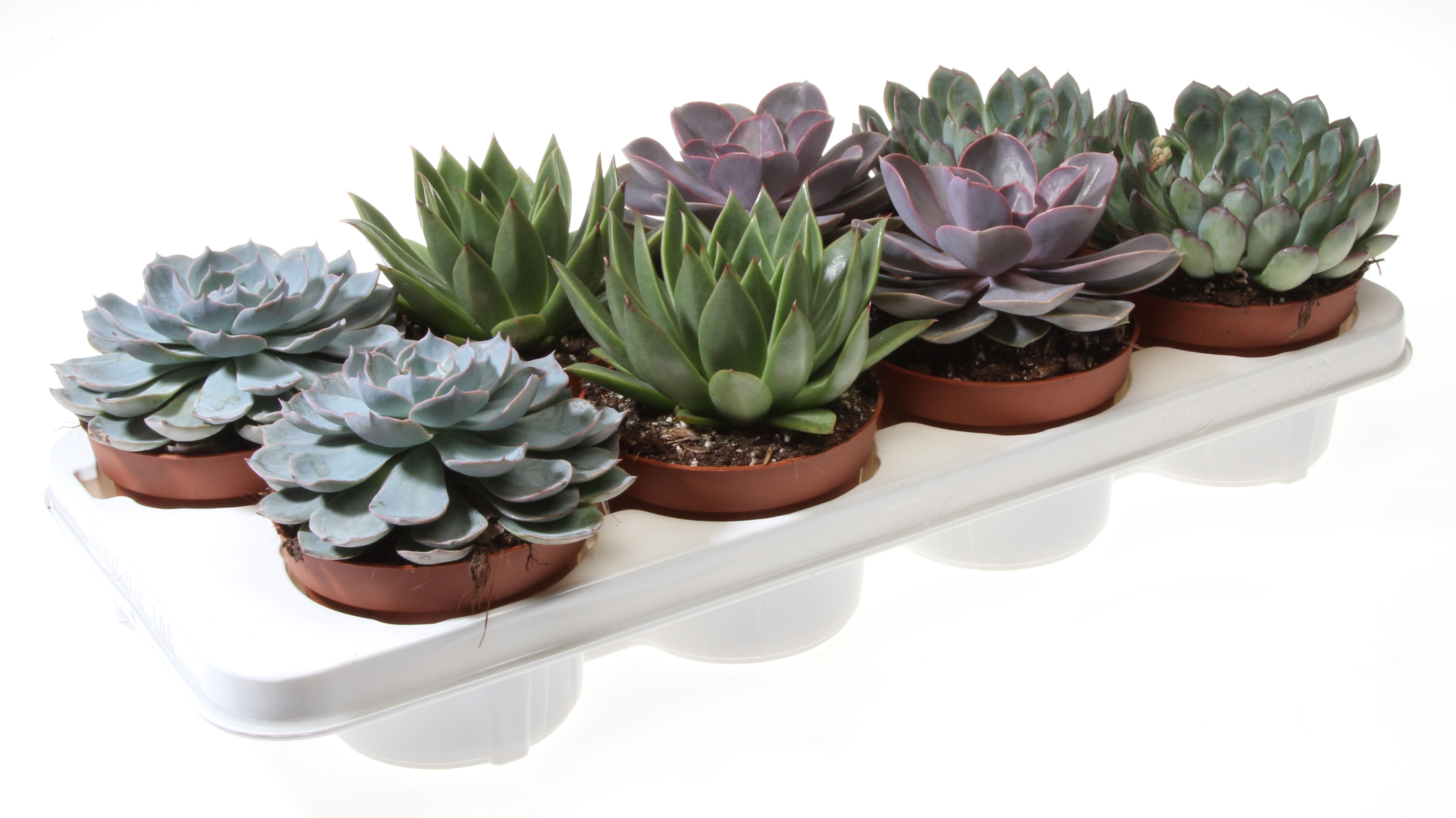 Echeveria mix (EC12002P) FloraXchange