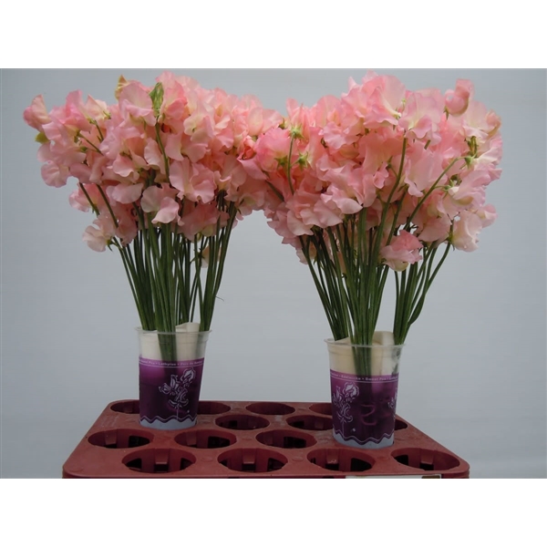 Lathyrus Parfum Salmon 35cm