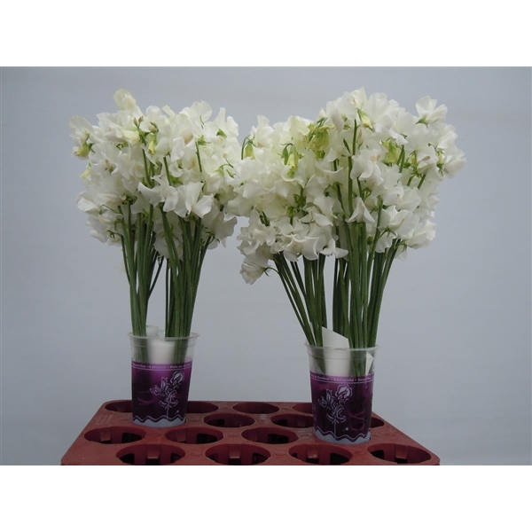 Lathyrus Sunshine White 35cm