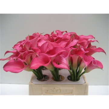 Zantedeschia Captain Samba 40