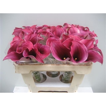 Zantedeschia Captain Promise 50