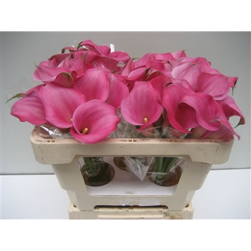 Zantedeschia Captain Samba 50