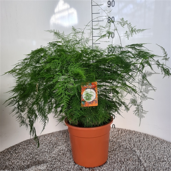 Asparagus setaceus (A278054B) - FloraXchange